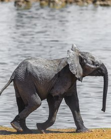 Elefantenbaby läuft fröhlich an einem Wasserloch entlang