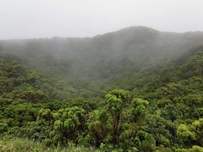 Hochlandpflanzen der Azoren werden langsam von Wolken eingehüllt
