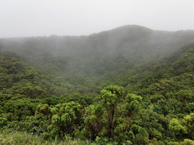 Hochlandpflanzen der Azoren werden langsam von Wolken eingehüllt