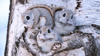 Estland Flughörnchen Drei Gleithörnchen schauen aus ihrer Höhle in einer Birke