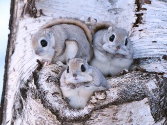 Drei Gleithörnchen schauen aus ihrer Höhle in einer Birke