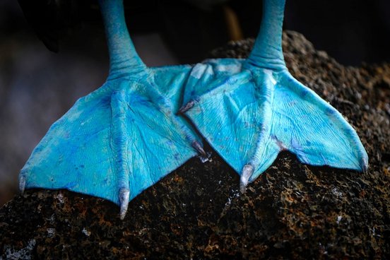 Blaue Füße des Blaufußtölpels in Galapagos