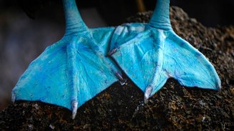 Blaue Füße des Blaufußtölpels in Galapagos