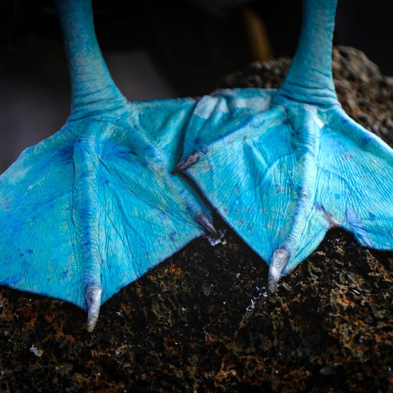 Blaue Füße des Blaufußtölpels in Galapagos