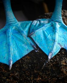 Blaue Füße des Blaufußtölpels in Galapagos