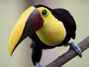 Schwarz-gelber Vogel (Swainson Tukan) auf einem Ast