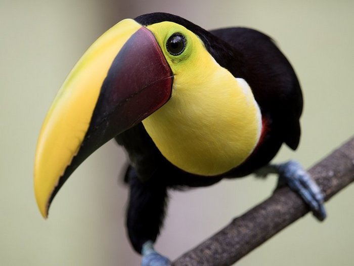 Schwarz-gelber Vogel (Swainson Tukan) auf einem Ast