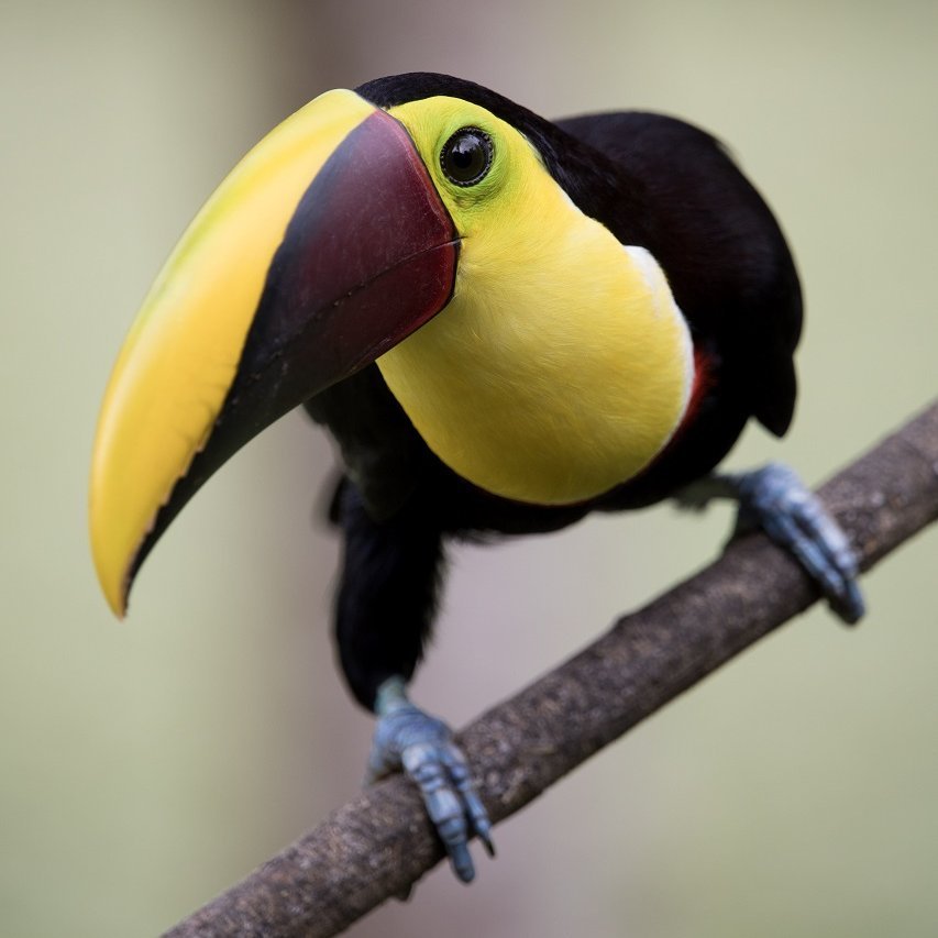Schwarz-gelber Vogel (Swainson Tukan) auf einem Ast