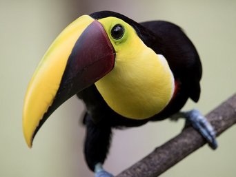 Schwarz-gelber Vogel (Swainson Tukan) auf einem Ast