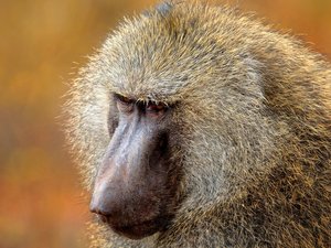 Kopf eines Ikober Affen.