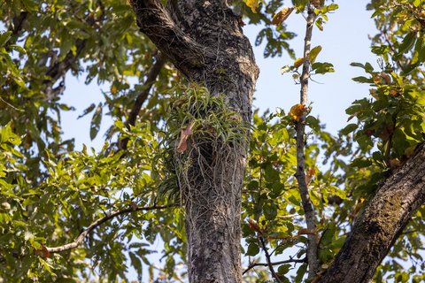 Eine epiphytische Orchidee wächst in einem Baum