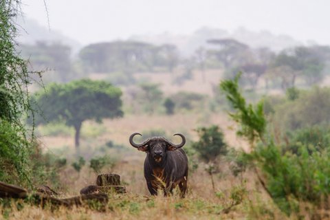 Ein Kaffernbüffel steht in einer Dornbuschsavanne