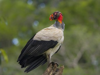 Sitzender Königsgeier in Costa Rica