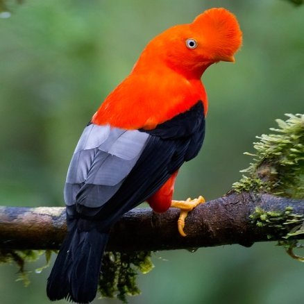 Andenfelsenhahn in Peru sitz auf einem Baum