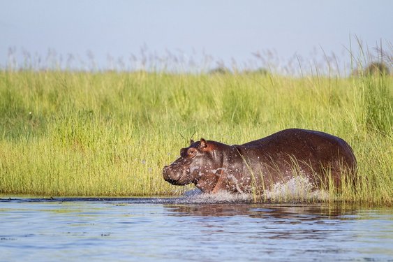 Flusspferd rennt spritzend ins Wasser