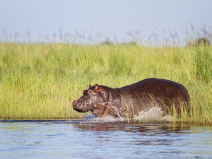 Flusspferd rennt spritzend ins Wasser