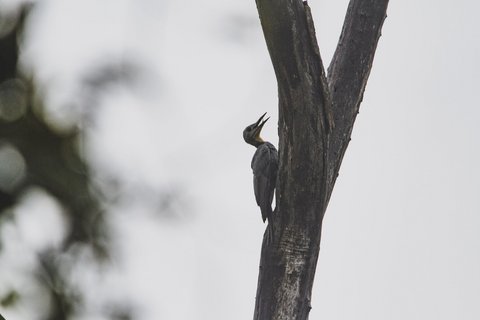 Ein Puderspecht sitzt auf einem Ast