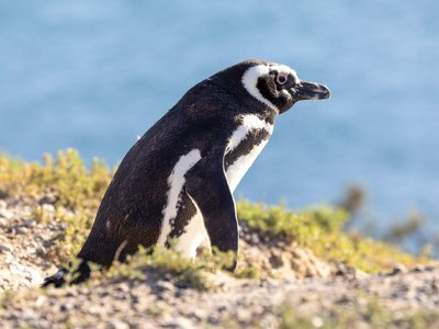 Magellan-Pinguin an der Küste Argentiniens