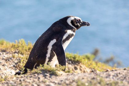 Argentinien Magellan-Pinguin Magellan-Pinguin an der Küste Argentiniens