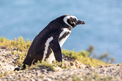 Magellan-Pinguin an der Küste Argentiniens