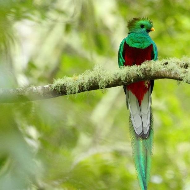 Quetzal sitzt im Regenwald Costa Ricas auf einem Ast