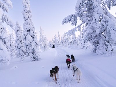 Huskys ziehen einen Schlitten durch einen verschneiten Wald