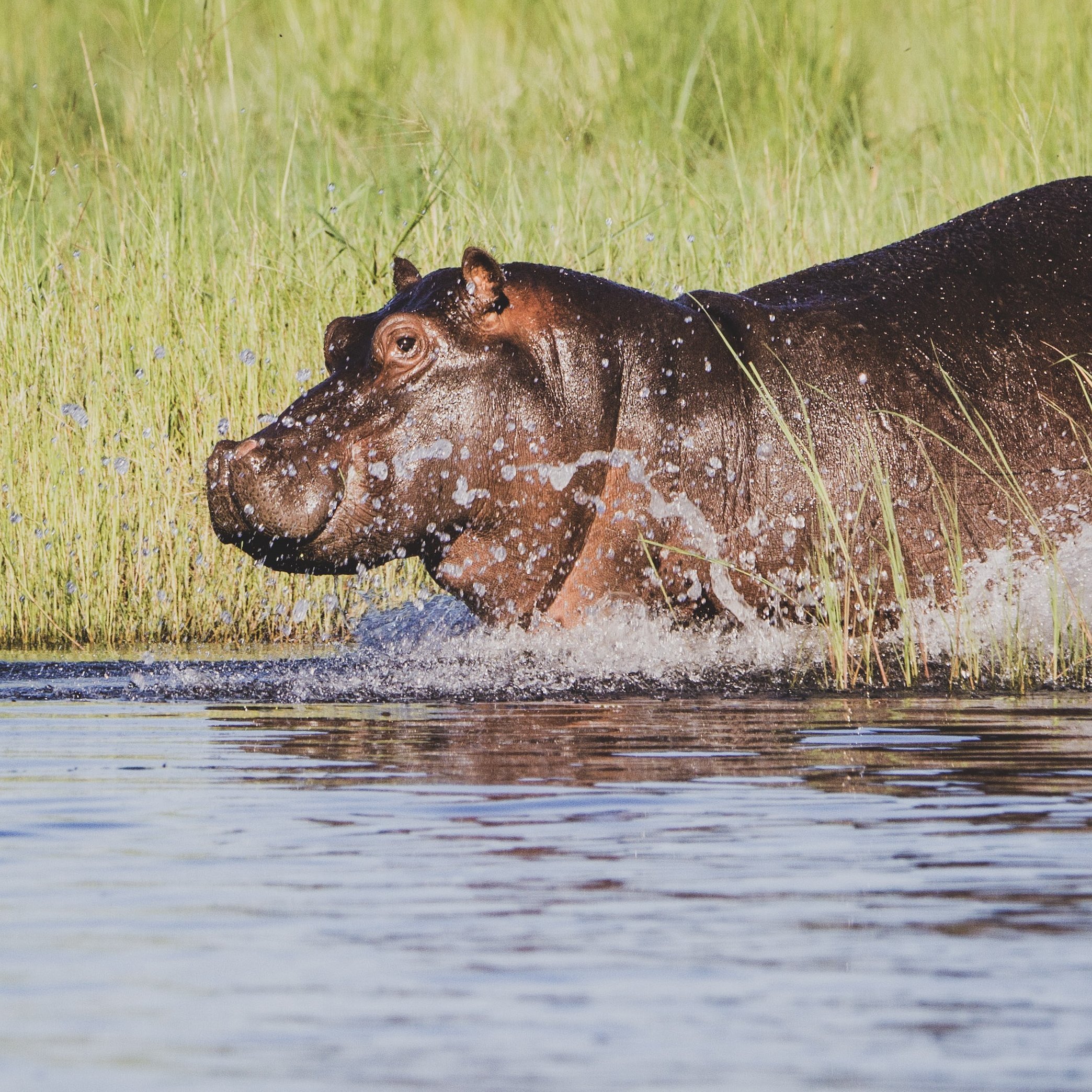 Flusspferd rennt ins Wasser