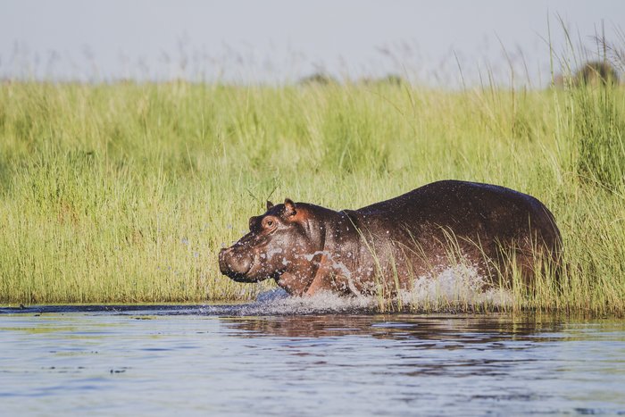 Flusspferd rennt ins Wasser