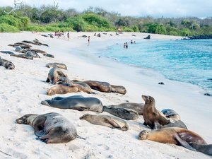 Zahlreiche Seelöwen am Strand von Galapagos