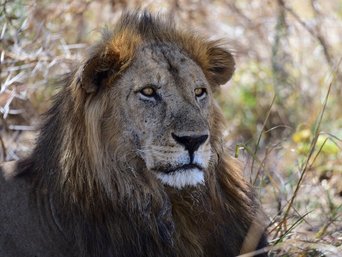 Ein Löwe hält Ausschau.