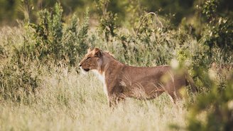 Löwin steht im hohen Gras