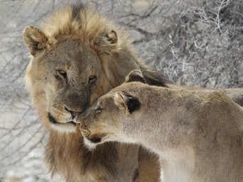Beste Reisezeit Namibia