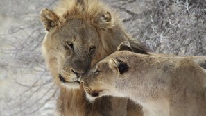 Löwenpärchen berühren sich liebevoll an ihren Schnauzen
