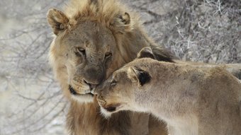 Löwenpärchen berühren sich liebevoll an ihren Schnauzen