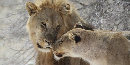 Löwenpärchen berühren sich liebevoll an ihren Schnauzen