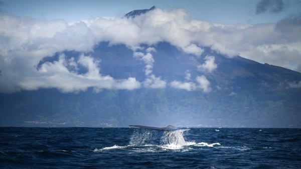 Walfluke vor der Kulisse des Vulkan Pico auf den Azoren