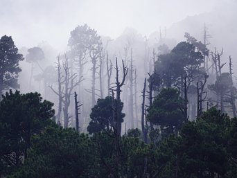Mystische Stimmung an einem Wald am Vulkan Acatenango