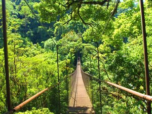 Eine Hängebrücke im Regenwald von Boquete.