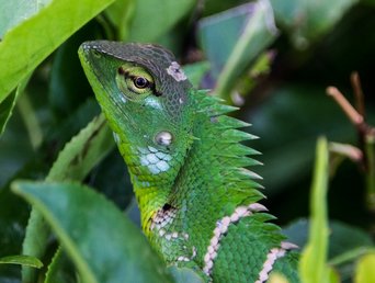 Grüner Leguan umgeben von Blättern
