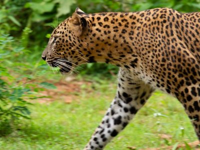 Sri-Lanka Leopard