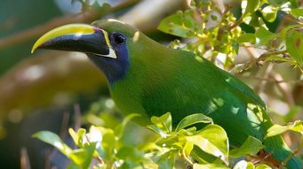 Ein Grünarassaris sitzt zwischen grünen Blättern