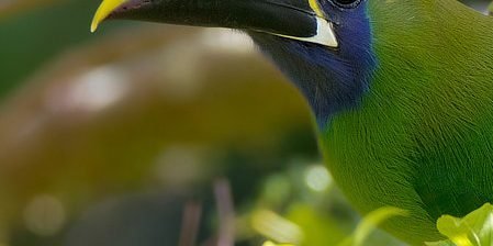 Panama Vogel Baum Ein Grünarassaris sitzt zwischen grünen Blättern