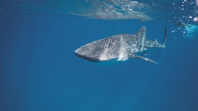 Walhai unterwasser