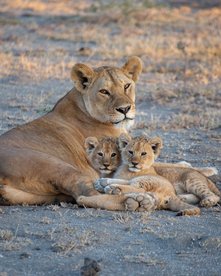 Löwin mit ihren Jungen