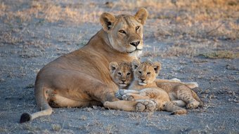 Tansania Löwe Löwin mit ihren Jungen