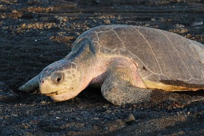 Oliv-Bastardschildkröte am Strand bei der Eiablage