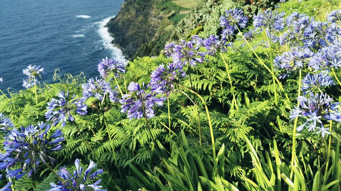 Blaue Blumen wachsen wild an Azorischer Küste