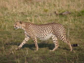 Ein Gepard in Tansania von nahem.