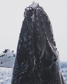 Walbeobachtung auf den Azoren