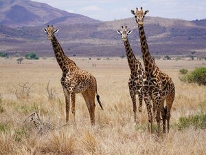Dre Giraffen in schöner Landschaft